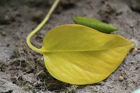 ���ܵ�������Ҷ