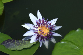 ��ǳ��ɫ����