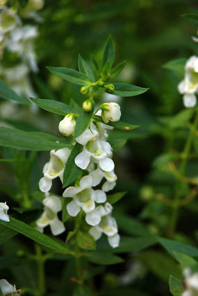 ��ɫС�ػƻ�