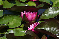 �뿪�ķۺ�ɫ����