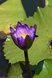 �뿪�ķ���ɫ����