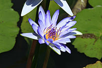 �뿪������ɫ������