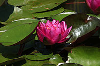 �뿪��õ��ɫ������