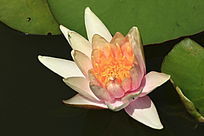 �뿪�����ɫ����