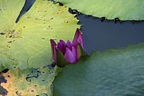 �뿪����ɫ������