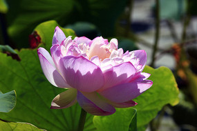 ����ķ�ɫ�ɻ�