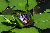 ��Ҷ��ɫ����