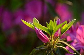 �ž黨���Ƕ�ͼƬ