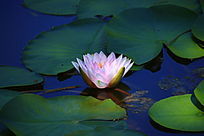 �۰�ɫ����