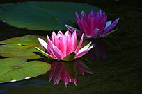 �ۺ�����