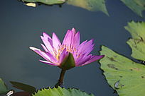 �ۺ�ɫ�뿪������