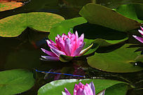 �ۺ�ɫ������