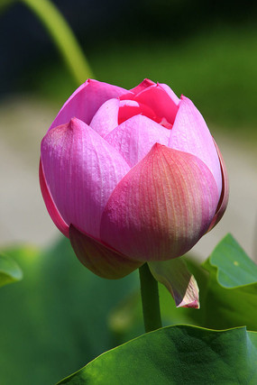 ��õɫ�ĺɻ���