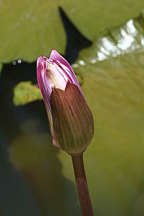 ��õɫ��������