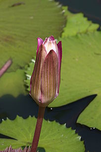 ��ɫ��������