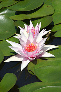 ��ɫ����