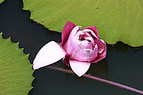 ��ɫ������