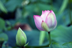 �������ŵĻ���