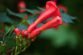 ��ɫ����������