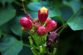 ��ɫ�������໨��