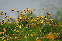 �ƻ��ջ�������дͼƬ