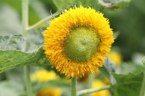 ��ɫ�����տ���