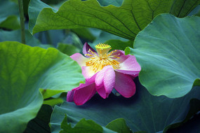 ںҶеĺɻ