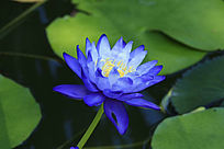 ��ɫ������