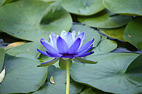 ��ɫ����