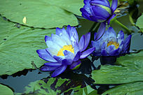 ��ɫʢ��������