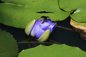 ����ɫ��������