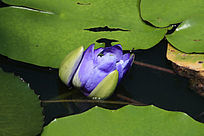 ����ɫ��������