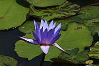 ����ɫ����