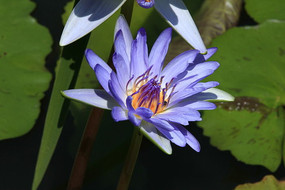 ����ɫʢ��������