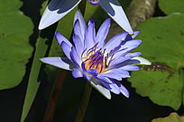 ����ɫʢ��������