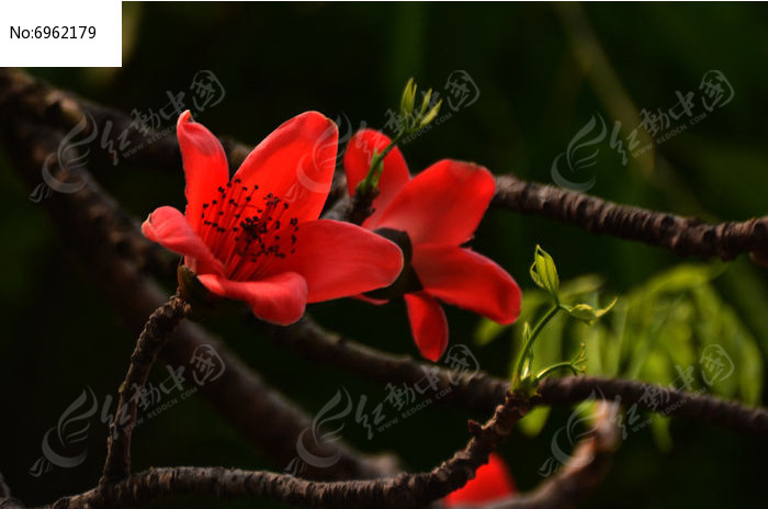 两朵木棉花花卉特写图片