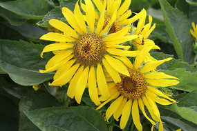 �����໥��ѹ�Ŀ���