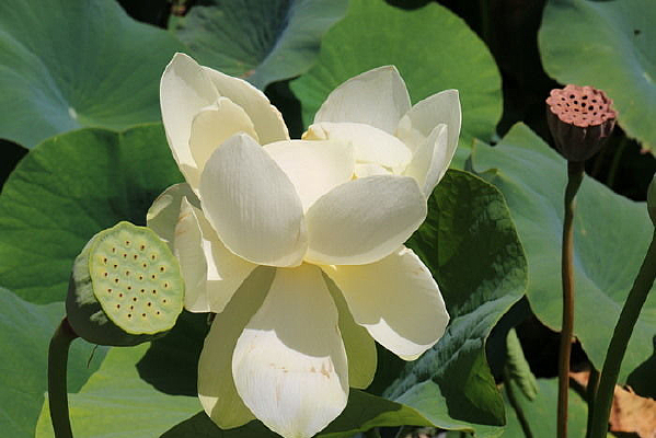 ����ͷ�ͺɻ�