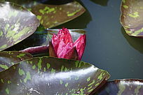 õ��ɫ������