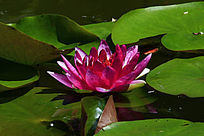 õ��ɫ����