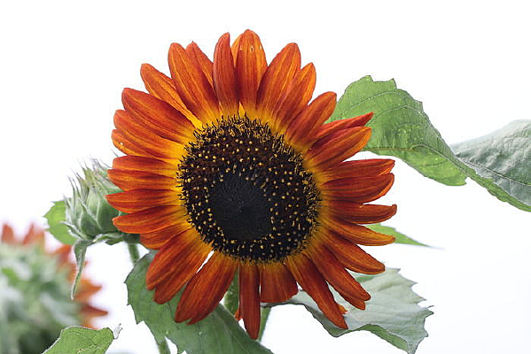 Ư���Ŀ���