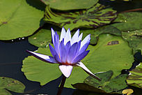 ǳ��ɫ����