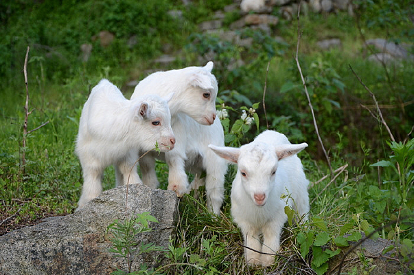 ��ֻ��ɫС��