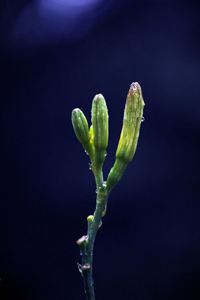 ɽ��������