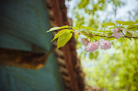 �������һ֦ӣ��