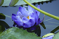 ʢ������ɫ����