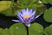 ʢ��������ɫ����