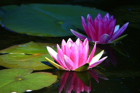 ˫������