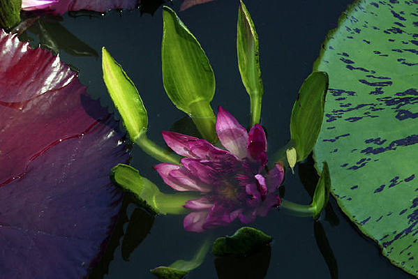 ˮ���Ҷ����