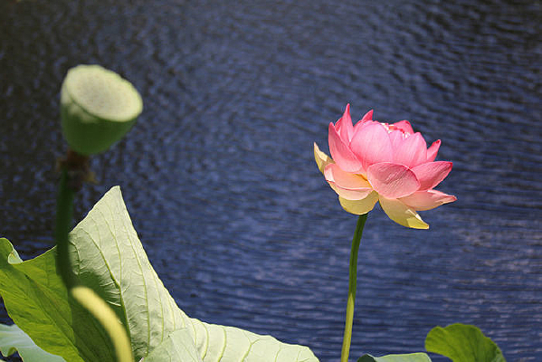 �ط�������ܽ��